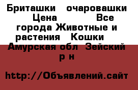 Бриташки - очаровашки.  › Цена ­ 3 000 - Все города Животные и растения » Кошки   . Амурская обл.,Зейский р-н